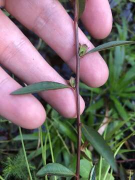 Ludwigia lanceolata Ell. resmi