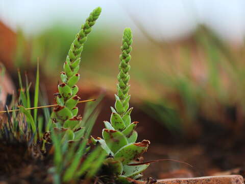 Image of Crassula capitella subsp. nodulosa (Schönl.) Tölken