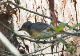 Image of Leaden Flycatcher