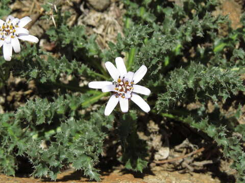 Image of Perezia carthamoides (D. Don) Hook. & Arn.