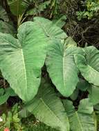 Image of arrowleaf elephant's ear