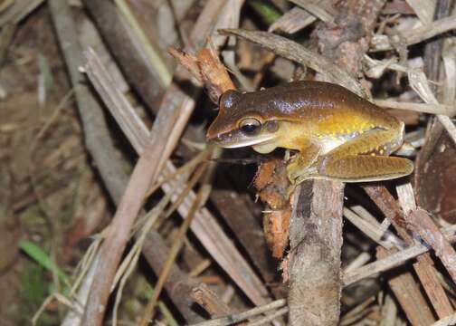 Image of Boana albopunctata (Spix 1824)