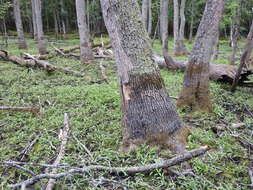 Image of Flooded Jellyskin Lichen