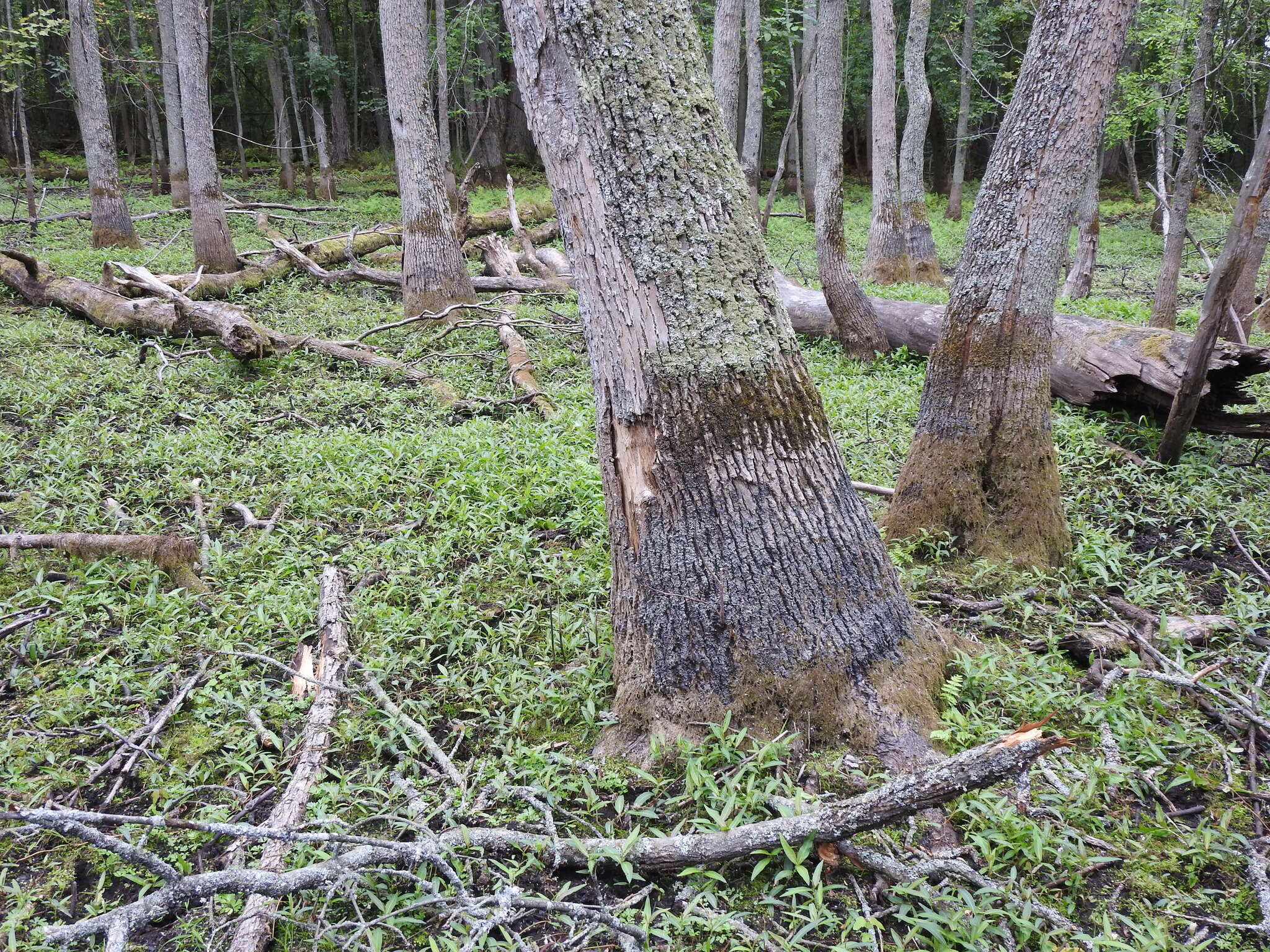 Image of Flooded Jellyskin Lichen