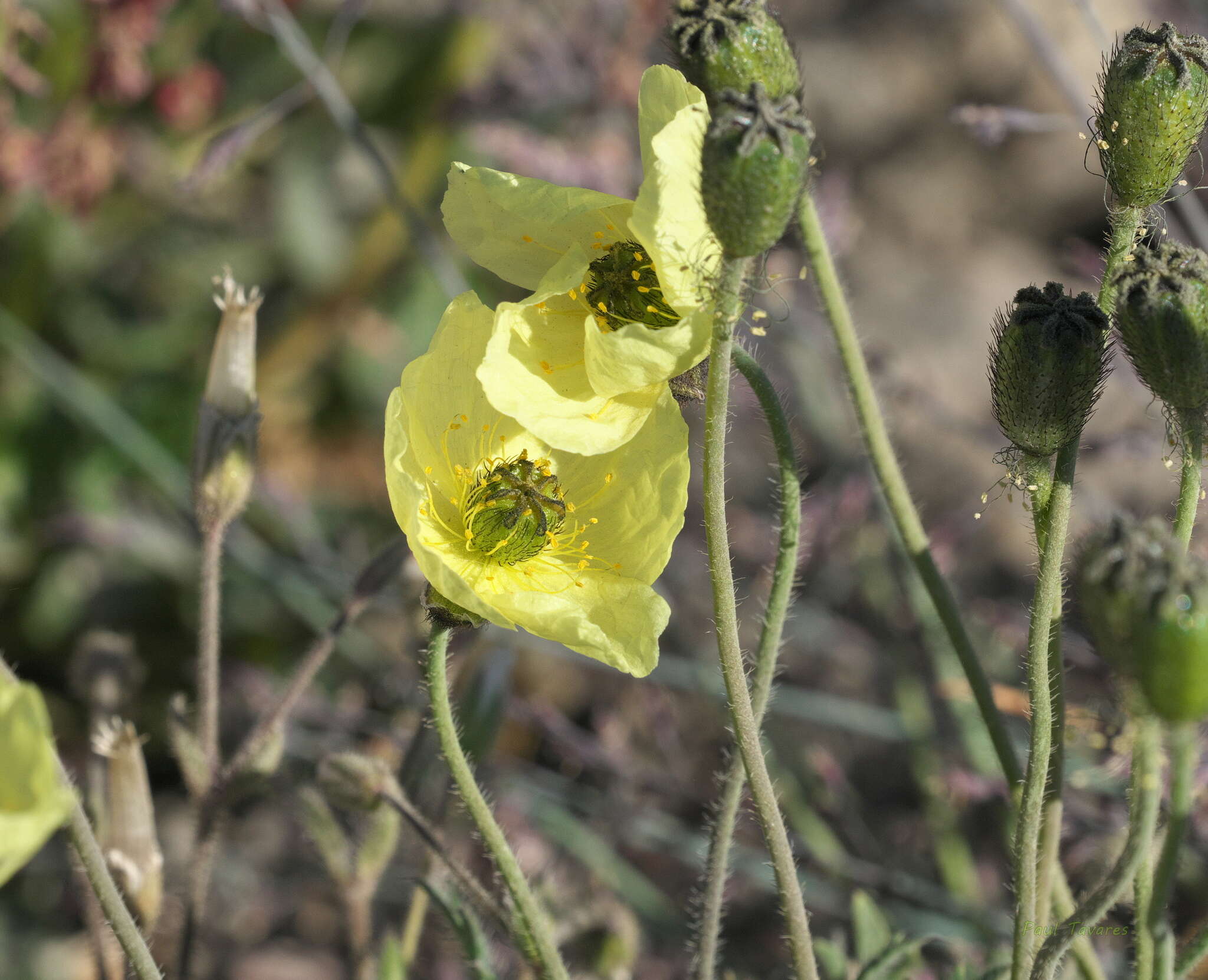 Image of Lapland poppy