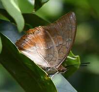 Imagem de Charaxes bernardus Fabricius 1793