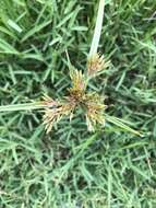 Image of manyspike flatsedge