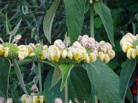 Слика од Phlomis russeliana (Sims) Lag. ex Benth.