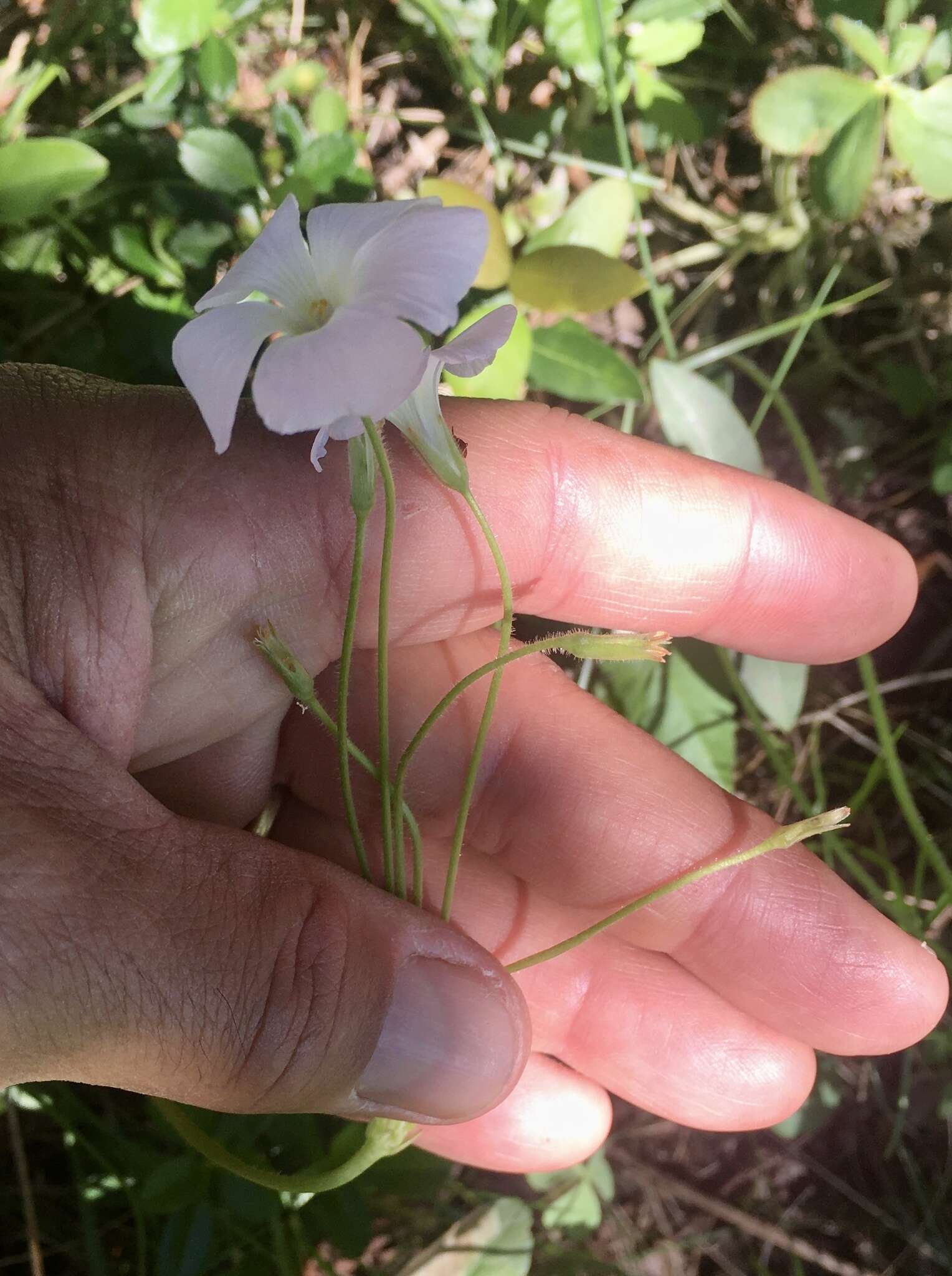 Sivun Oxalis floribunda Lehm. kuva