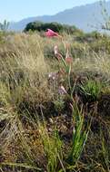 Image of Swartveld Watsonia