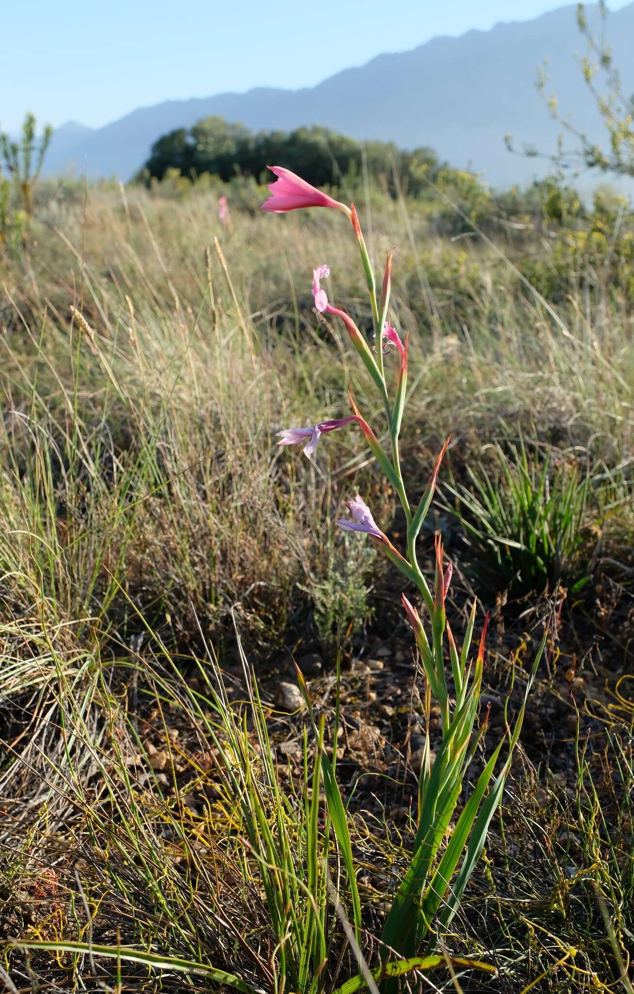 Image of Swartveld Watsonia
