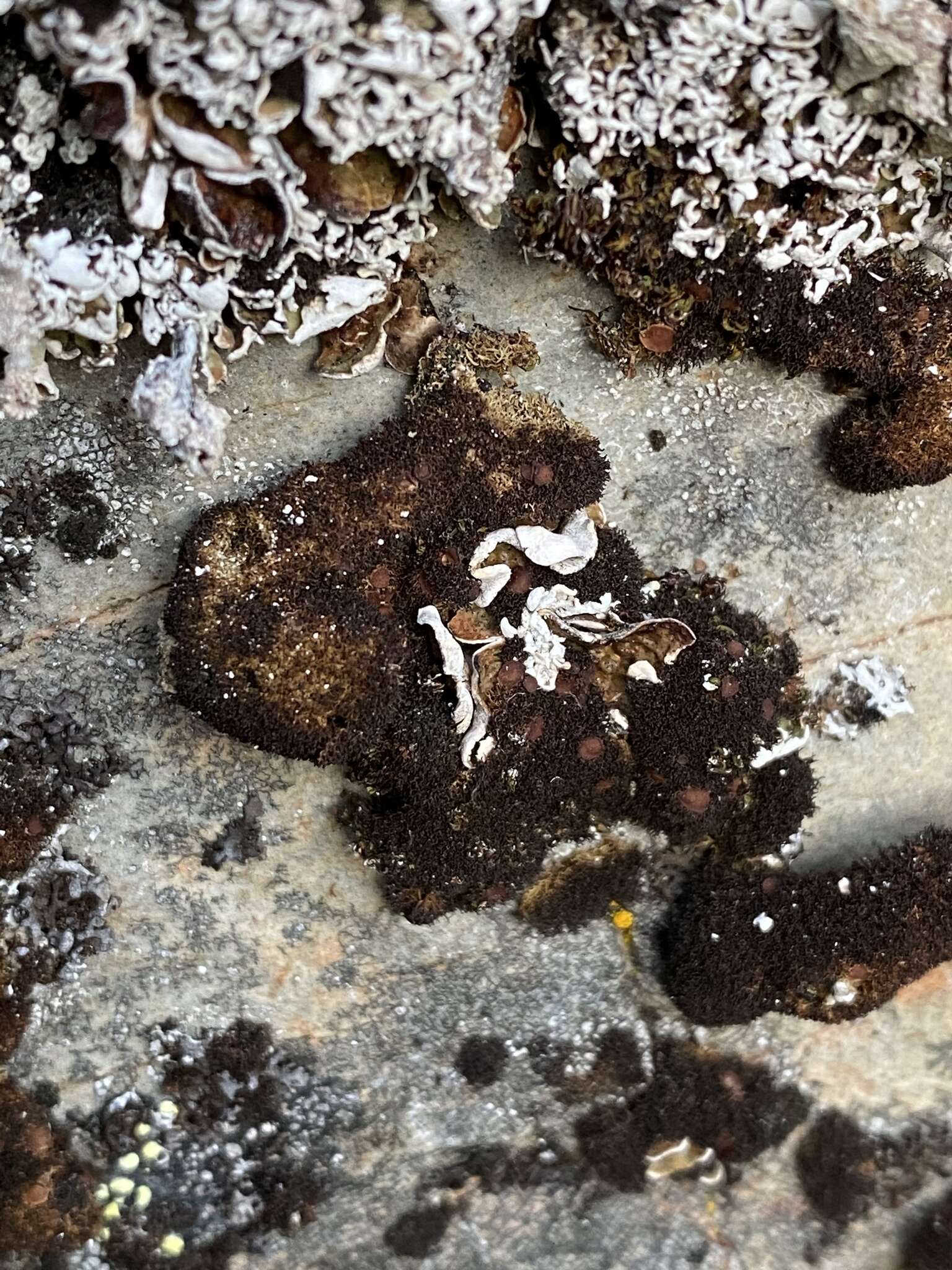 Image of Woollybear lichens