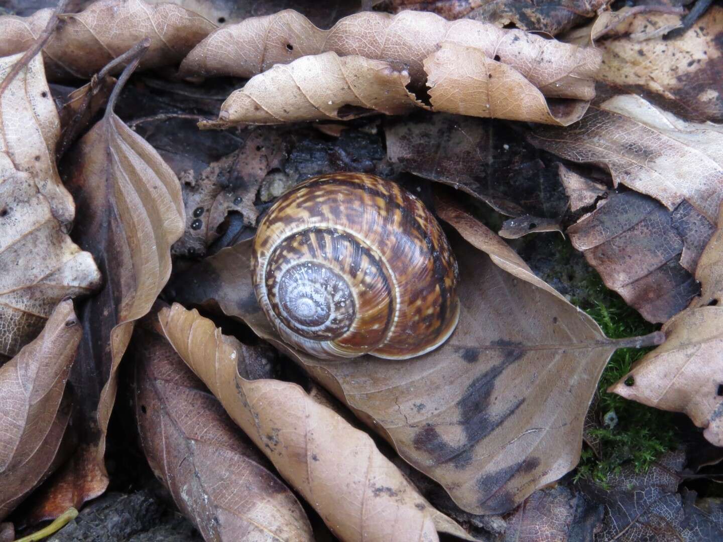 Image of Copse Snail