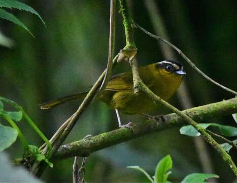 Image of Black-capped Hemispingus