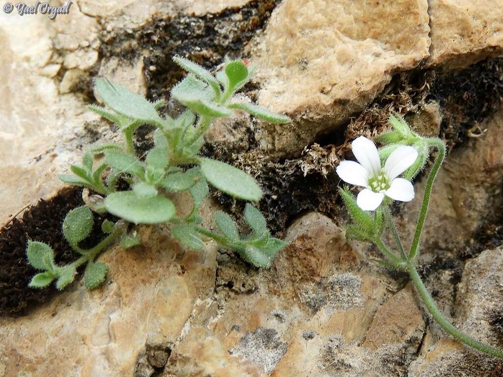 Image of Arenaria deflexa Decne.