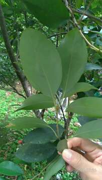 Image of Lithocarpus glaber (Thunb.) Nakai