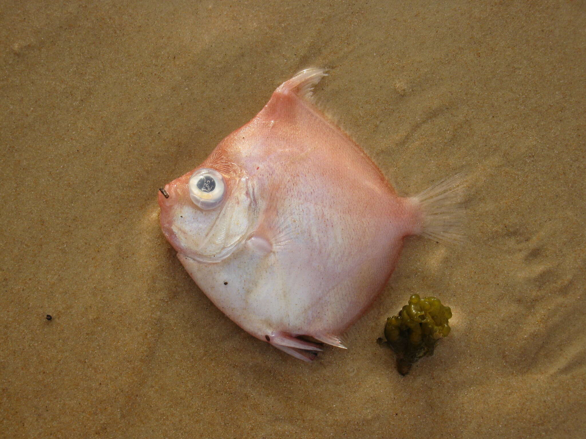 Image of Boarfish