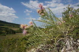 Image de Ptilostemon echinocephalus (Willd.) Greuter