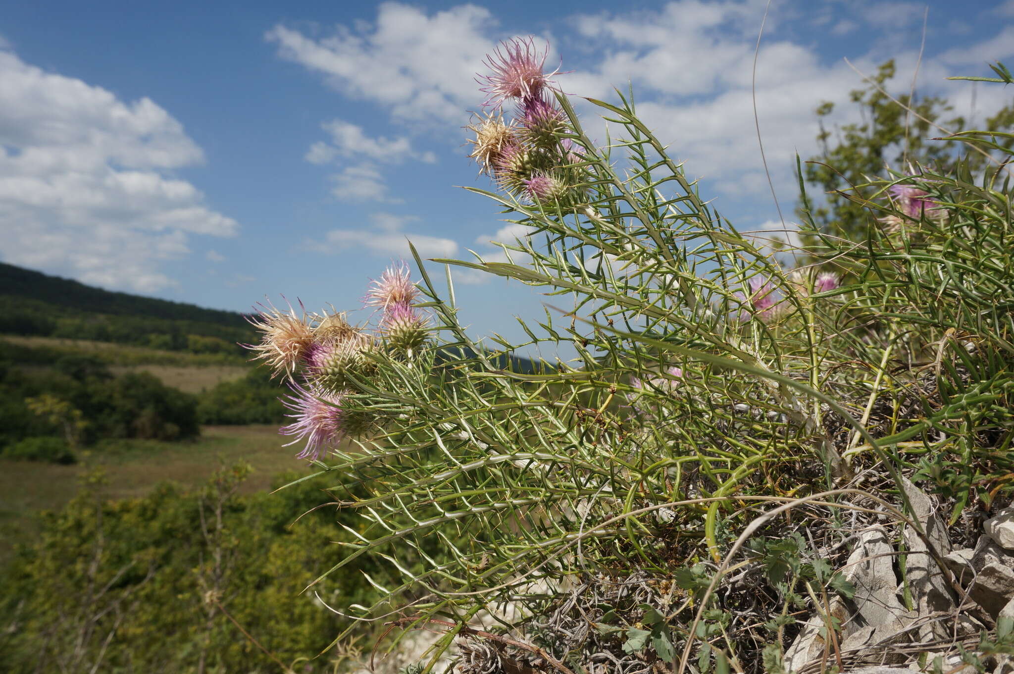 Image de Ptilostemon echinocephalus (Willd.) Greuter