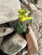 Image of Corydalis gorodkovii Karav.