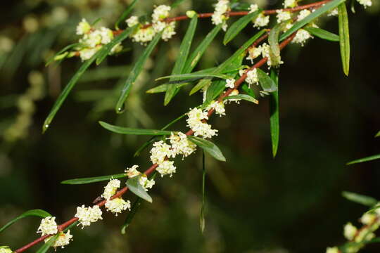 Image of Pimelea axiflora subsp. axiflora