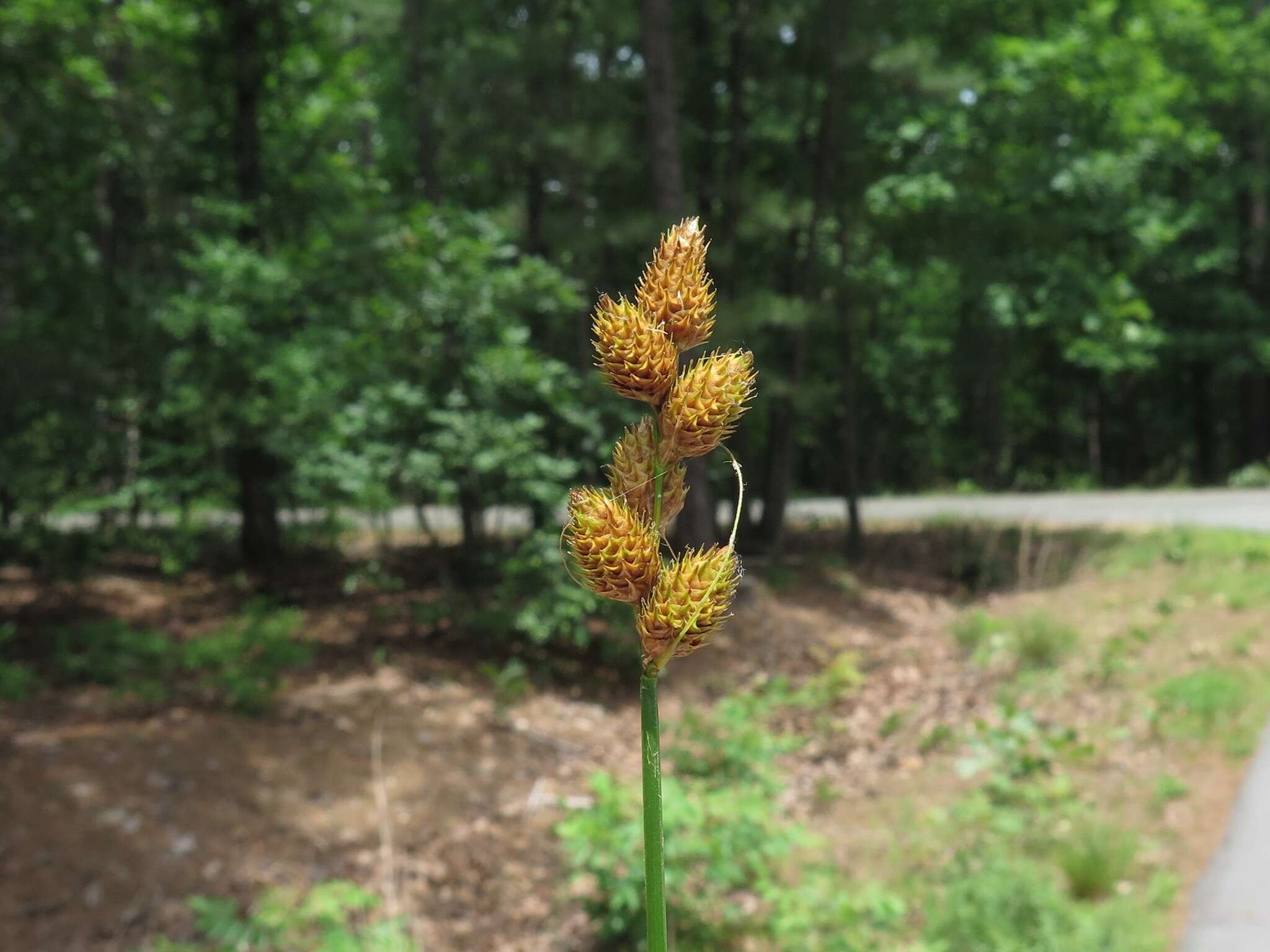 Image of broadwing sedge