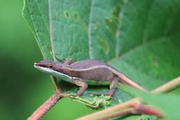 Image of Takydromus intermedius Stejneger 1924