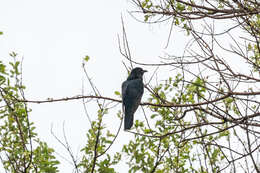 Image of Black Cuckoo