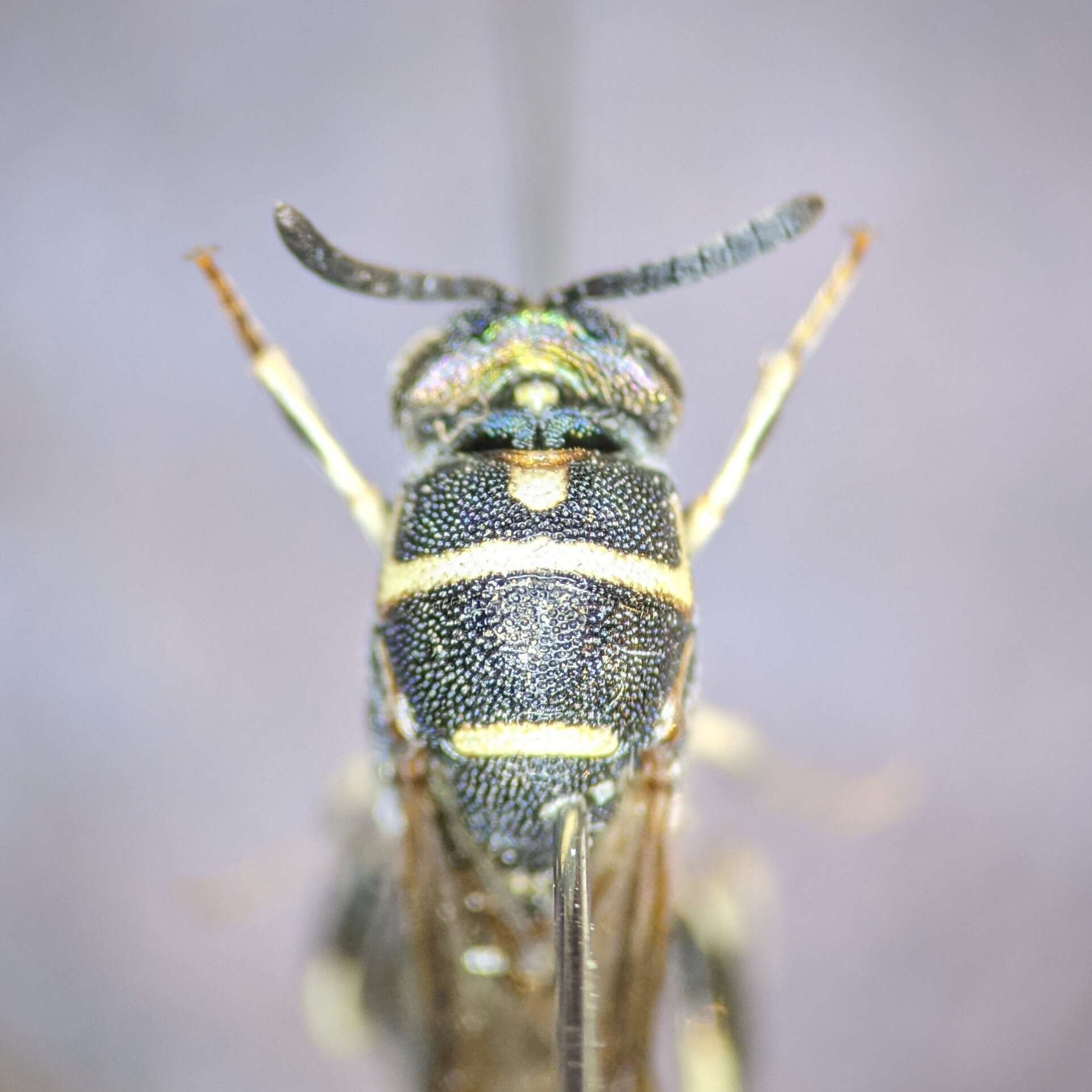 Image of Leucospis birkmani Brues 1925