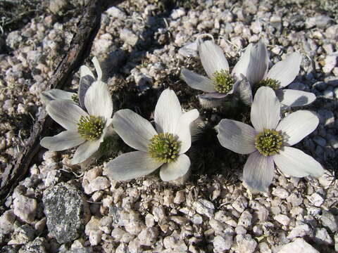 Image of Pulsatilla magadanensis Khokhryakov & Voroshilov