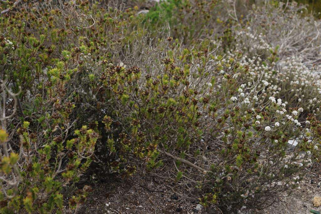 Image of Oedera steyniae (L. Bolus) A. A. Anderberg & K. Bremer