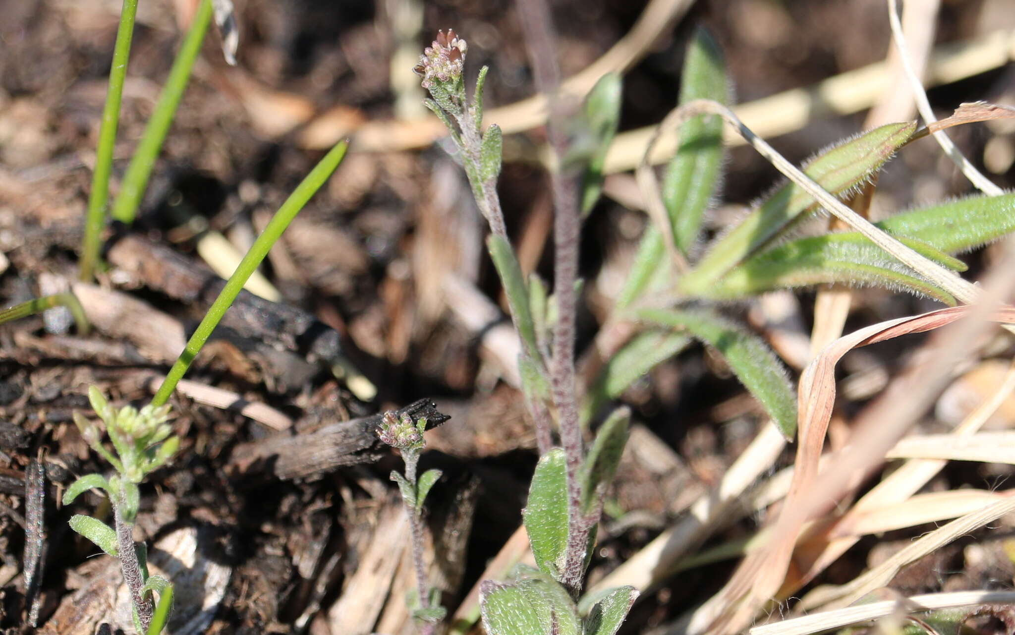 صورة Draba brachycarpa Nutt.