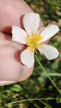 Image of Ranunculus pyrenaeus L.