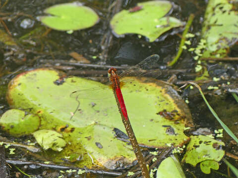 Слика од Rhodothemis lieftincki Fraser 1954