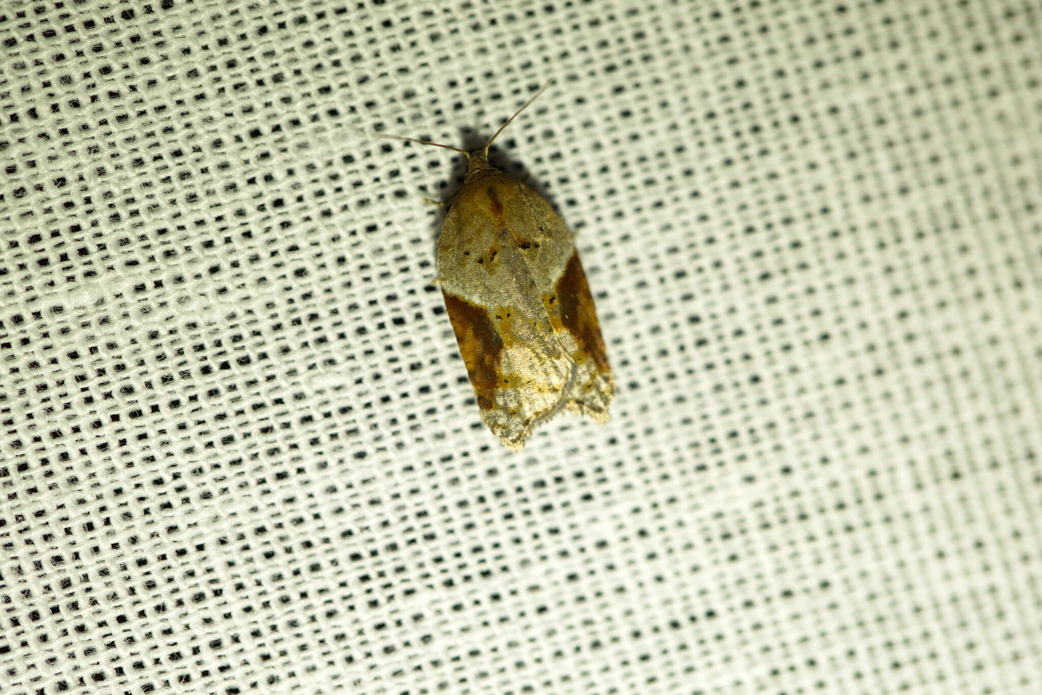 Image of broad-barred button moth