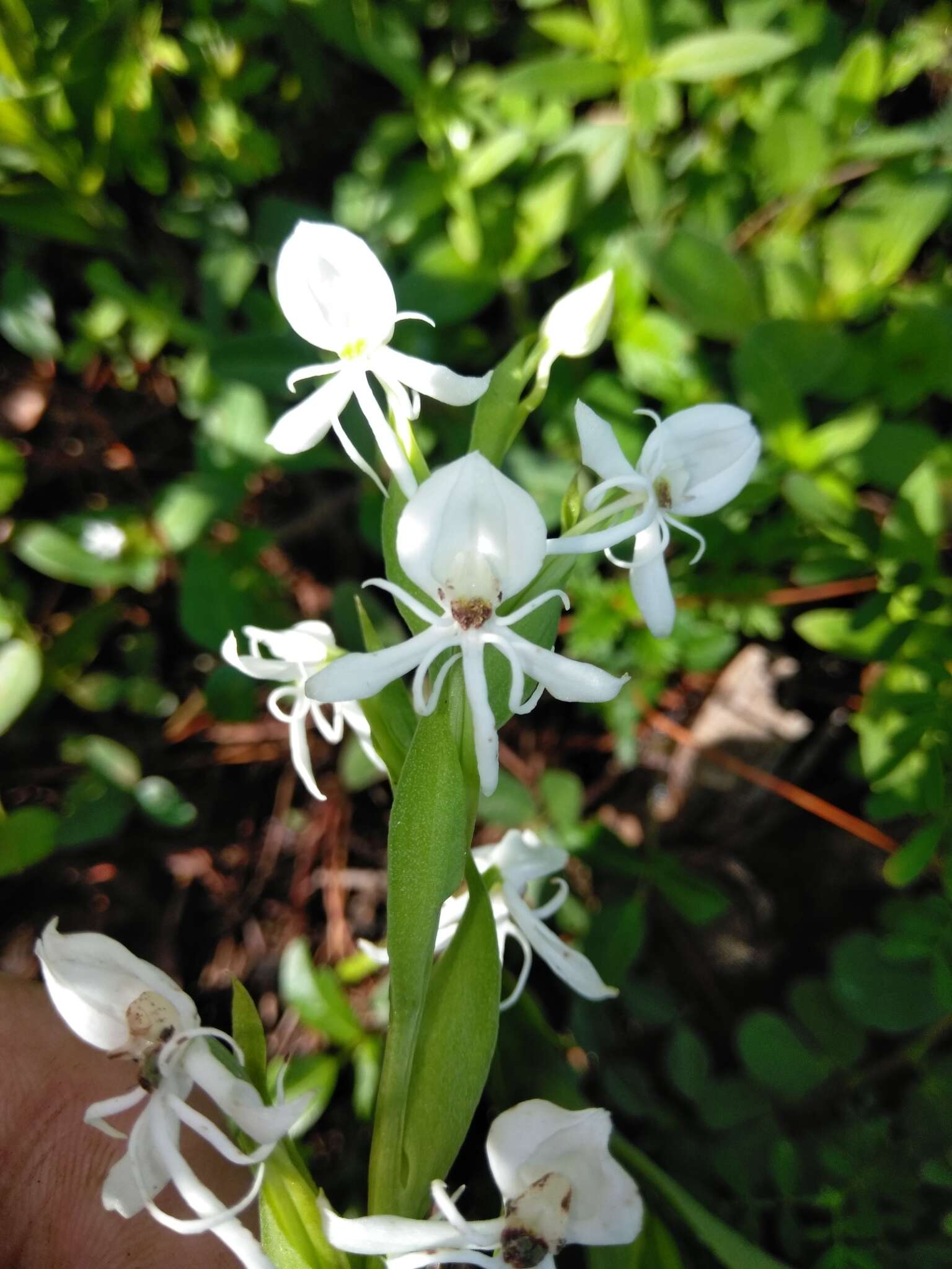 صورة Habenaria entomantha (Lex.) Lindl.