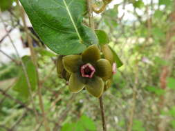 Image of Macroscepis diademata (Ker-Gawl.) W. D. Stevens