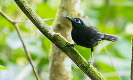 Image of Zeledon's Antbird