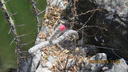 Image of Peniocereus viperinus (F. A. C. Weber) Buxb.