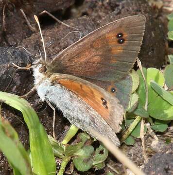 صورة Erebia cassioides Esper 1790