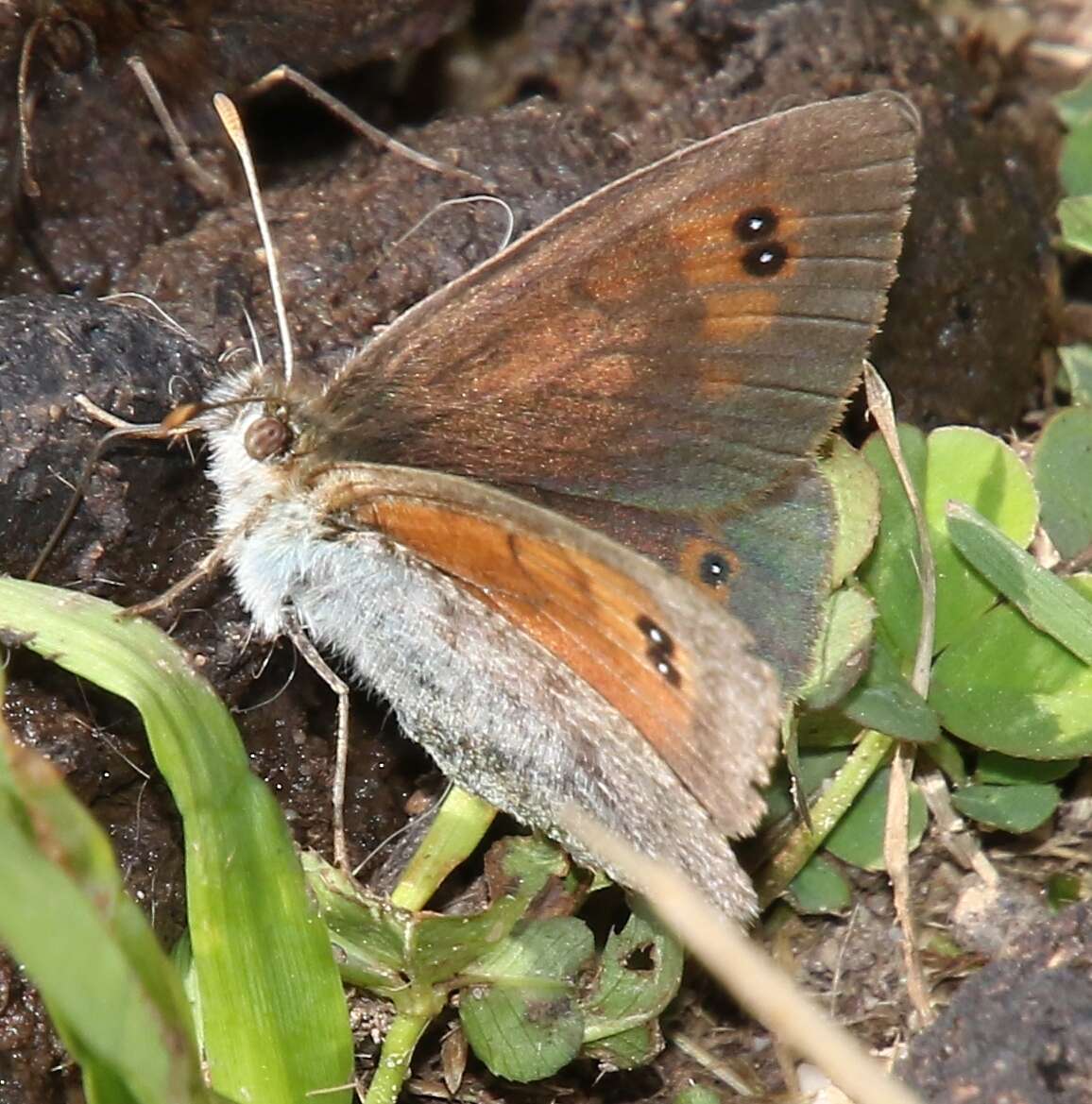 Image of Common Brassy Ringlet