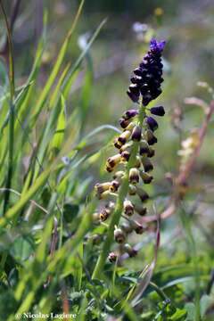 Plancia ëd Leopoldia cycladica (P. H. Davis & D. C. Stuart) Garbari