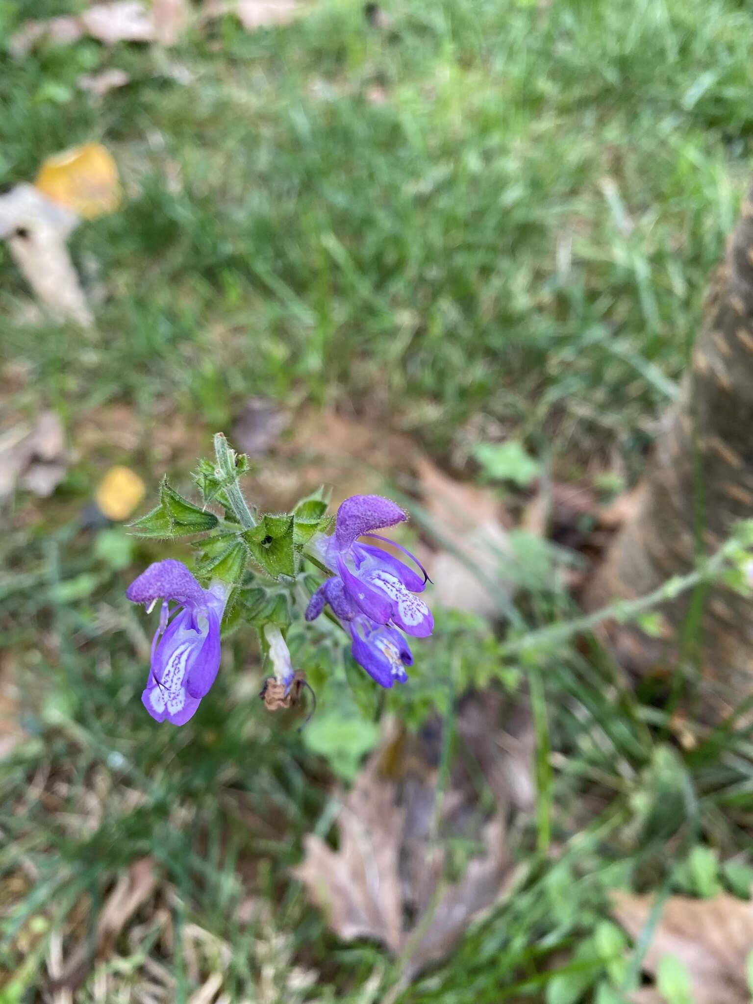 Imagem de Salvia forskaehlei L.