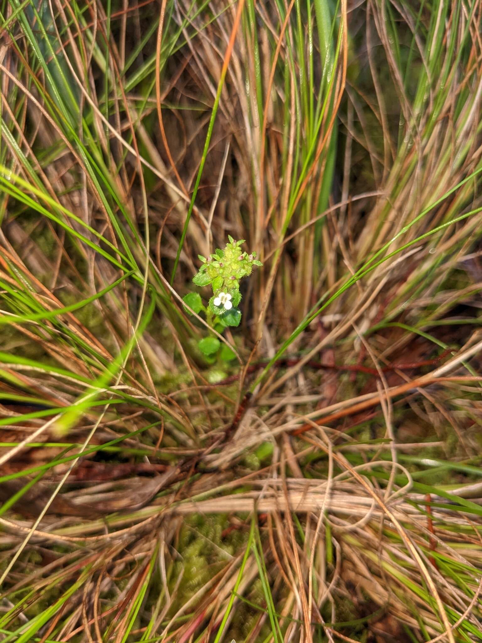 Image of Levenhookia sonderi (F. Müll.) F. Müll.