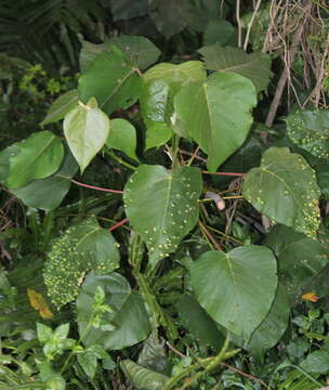 Macaranga capensis (Baill.) Sim的圖片