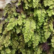 Image of Hymenophyllum fendlerianum Sturm