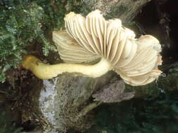 Image of Inocybe lutea Kobayasi & Hongo 1952