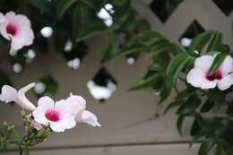 Imagem de Pandorea jasminoides (Lindl.) Schumann