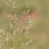 Image of bristleleaf lovegrass