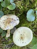 Image of Coker's Lavender Staining Amanita